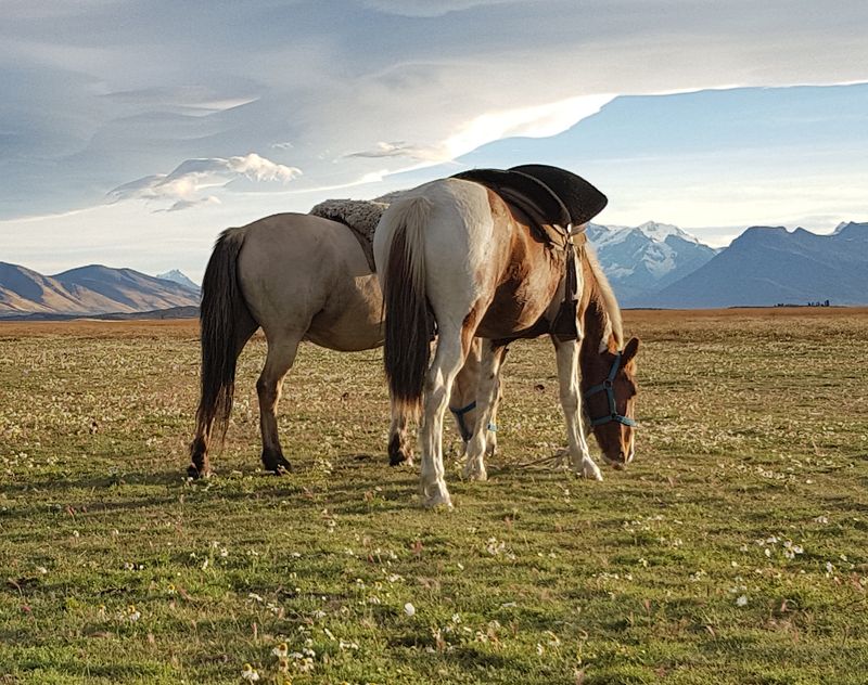 Caballos en el campo de Estancia Rio Mitre.