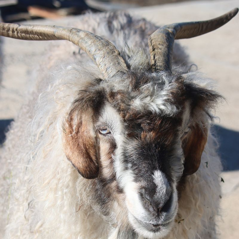 Una de las cabras de la estancia.